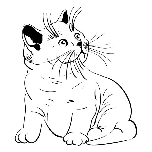 Animal material cat 05 - vector material
